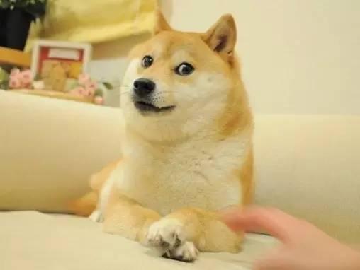 美系秋田犬和日系区别:秋田犬和柴犬有什么区别？