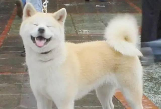 美系秋田犬和日系区别:秋田犬和柴犬有什么区别？