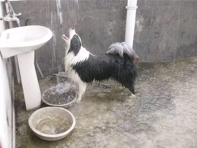 下雨天怎么遛狗，为什么说下雨千万别出去遛狗