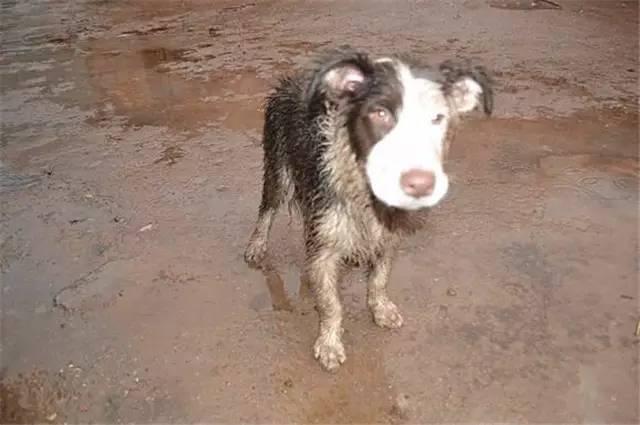 下雨天怎么遛狗，为什么说下雨千万别出去遛狗