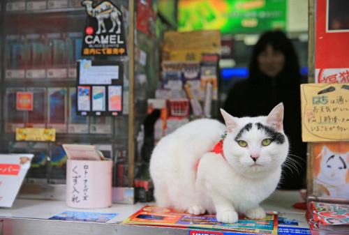 山田三毛猫:三毛滴虫猫 为什么日本人养猫的非常多？