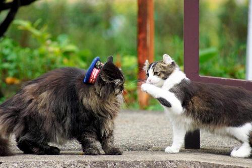 三毛猫截图:三毛猫福尔摩斯 为什么日本人养猫的非常多？