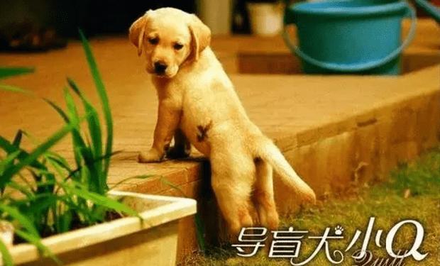 忠犬八公影评:除了忠犬八公，还有哪些好看的宠物电影可以推荐？ 忠犬八公影评1000字