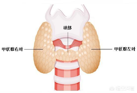 宫颈管低回声结节无血流信号:宫颈管内稍高回声无血流信号