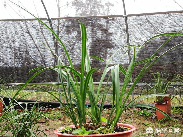 兰花浇水的正确方法，兰花配什么样的植料可以天天浇水如何养好兰花