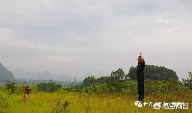 南昌巨贵犬舍:一般警犬都是怎么炼成的？ 北京巨贵犬舍