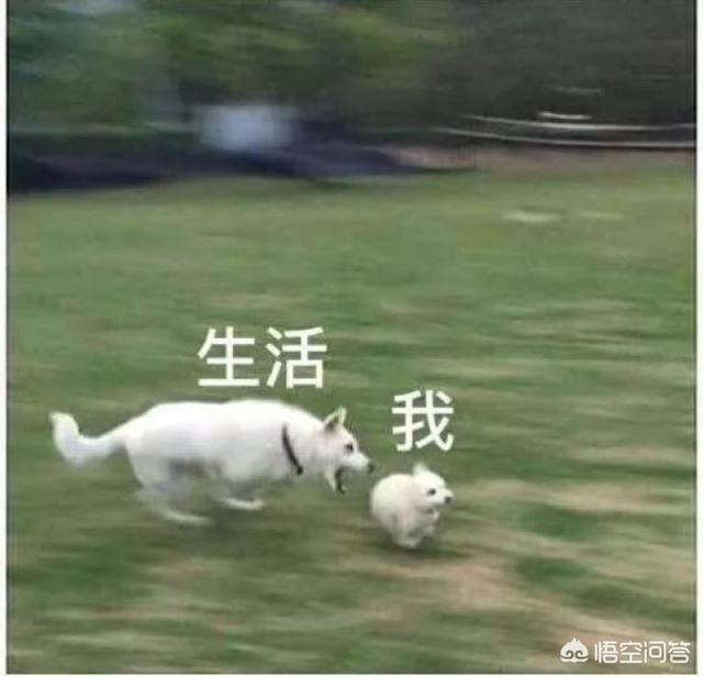 微信聊天表情图:喜欢聊天的时候发表情包的人是什么心理？(聊天喜欢发表情的男人)