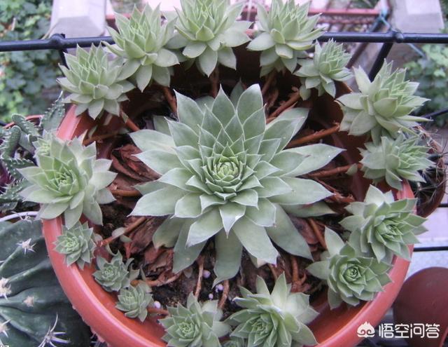长生草属多肉植物图片:长生草多肉植物图鉴大全 紫牡丹多肉的叶片全部包着算是正常吗？怎么办？