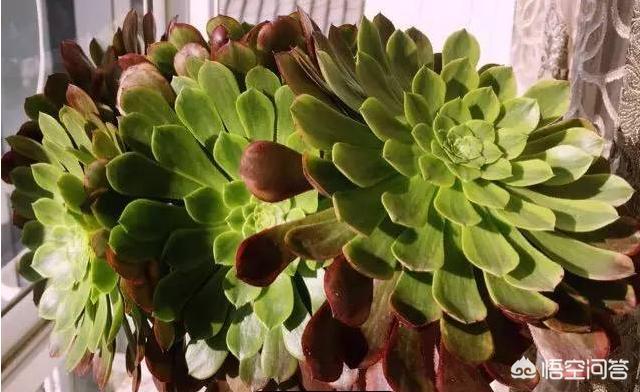 多肉景天科长生草属有哪些植物:目前比较火的景天科多肉有哪些？