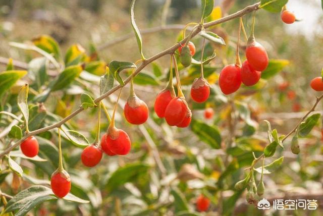 尖叶杜英果实能吃吗:河堤旁边野生的枸杞子能吃吗？有没有什么营养价值？