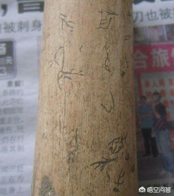 灵蹄犬的名字:成年猫的智商相当于人的几岁？ 灵缇犬图片