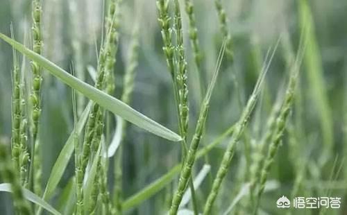 节节麦杂草如何有效清理，小麦田杂草节节麦，为什么很多，该如何防治？