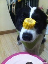 边境牧羊犬的性格特点是什么:边境牧羊犬的哪些坏习惯是不能被人们所接受的？