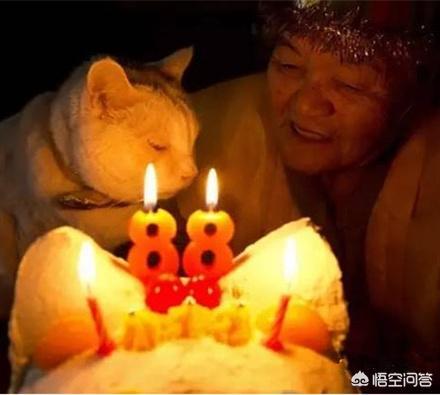 喜乐比猫粮 包邮:养的猫才两岁就肾衰了，这是为什么？