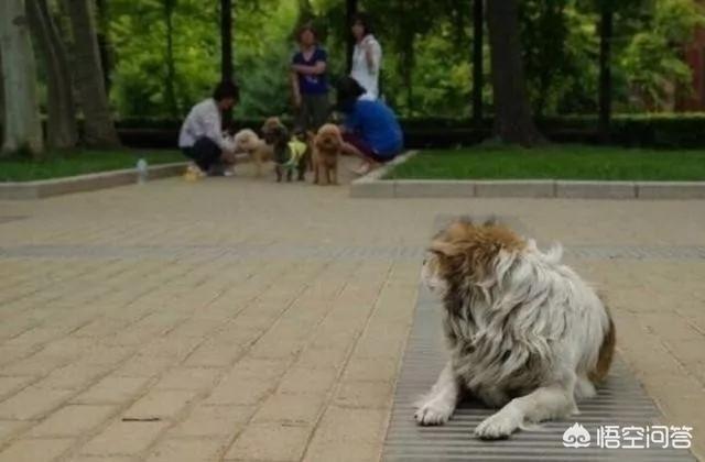 宠物经济崛起黄金周:中华田园犬会有“崛起”的一天吗？