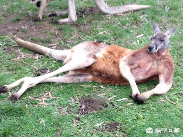 澳洲梗犬吃什么:澳洲淡水龙虾不吃东西怎么解决？