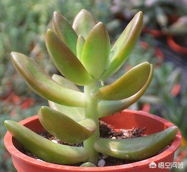 姬星美人 徒长:多肉喜欢徒长的品种有哪些？