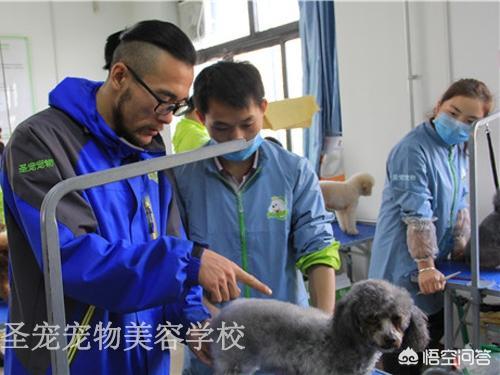 宠物美容学校排名:在成都学习宠物美容哪家学校好？ 重庆宠物美容培训学校排名