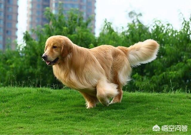 成年母金毛犬的喂养:想养金毛犬，选公的比较好还是选母的比较好？