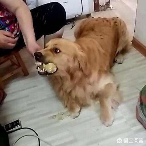 成年母金毛犬的喂养:想养金毛犬，选公的比较好还是选母的比较好？