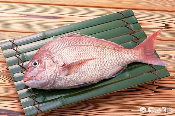 头条问答 寿司所使用的鱼类中 有哪些是可养殖的 牧海的回答 0赞