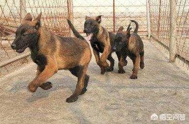 杜兵狗:杜宾犬可以和其他狗狗好好相处吗？