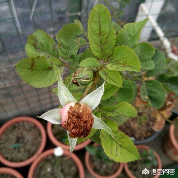 头条问答 - 新发的月季嫩芽,枯萎发黑干掉了是怎么回事?(3个回答)
