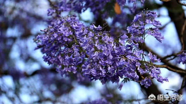 蓝花楹报价:蓝花楹树价格 专业种植蓝花楹前景如何？