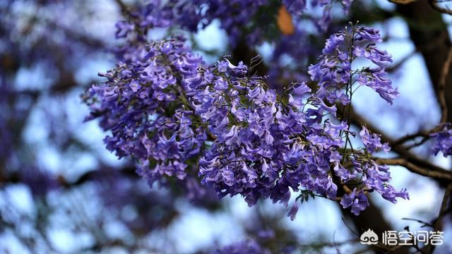 福建漳州江西移植蓝花楹报价单:蓝花楹为什么不叫蓝楹花？