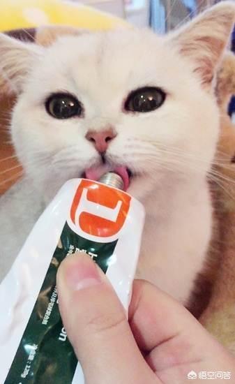 猫咪从来都没有吐过毛该怎么破 橘猫都没有吐过毛正常吗 边缘慢漫游的回答 头条问答