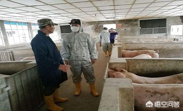 打击猪獒:猪那么强壮，为什么没有被人驯服当成坐骑？
