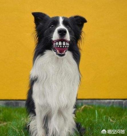 英国激飞猎犬和边牧:边境牧羊犬与其他狗狗相比，有什么优势？