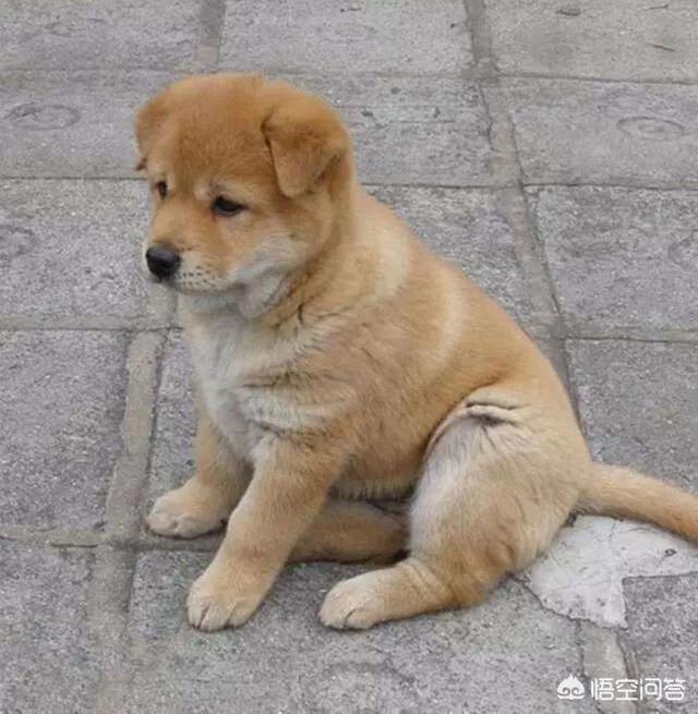 国美狗狗聪明吗:高智商的狗狗有那些优势？