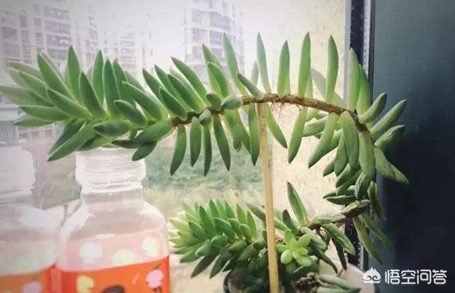 姬星美人 徒长:多肉喜欢徒长的品种有哪些？