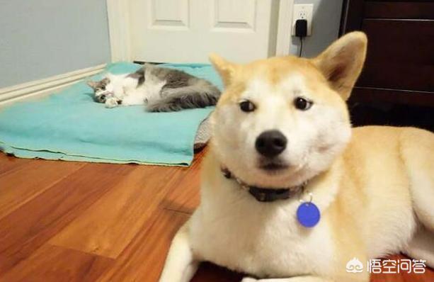 动物性行为狗锁猫视频:狗可以和人一起在床上睡觉吗？