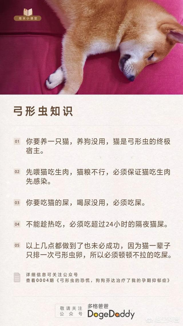 孕妇感染弓形虫的机率:怀孕养宠物，会有致畸风险吗？