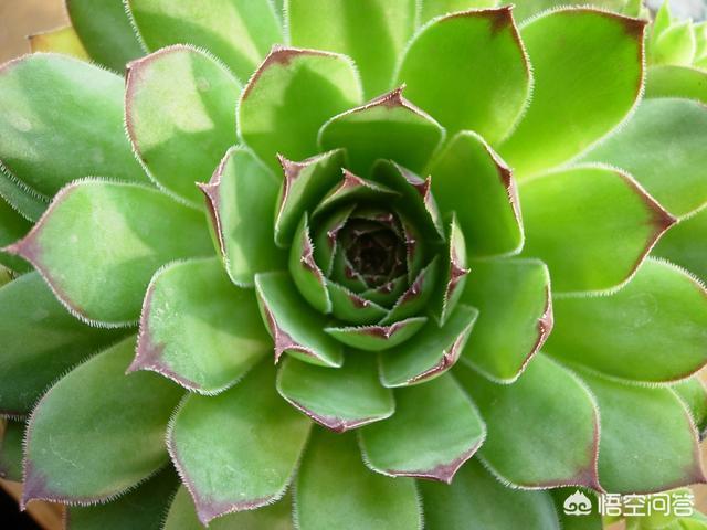 长生草属多肉植物图片:长生草多肉植物图鉴大全 紫牡丹多肉的叶片全部包着算是正常吗？怎么办？