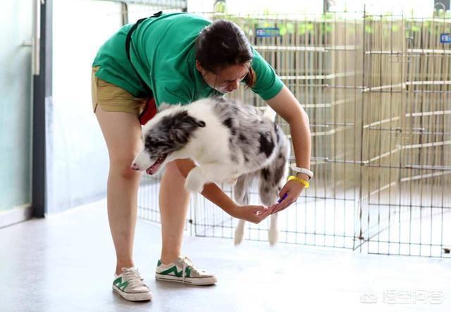 边境牧羊犬的性格特点是什么:边境牧羊犬的哪些坏习惯是不能被人们所接受的？