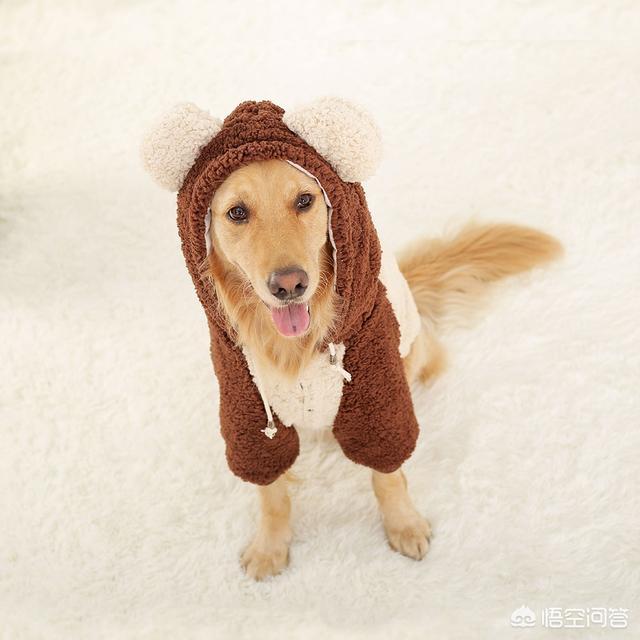 宠物狗衣服夏:夏天狗狗独自在家怎么给它避暑？狗狗在家中要不要开空调呢？