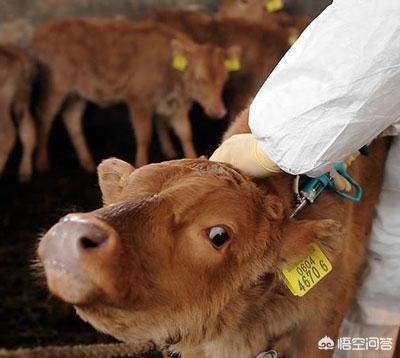 防治牛蜱:牛身上的牛蜱外用什么药好？
