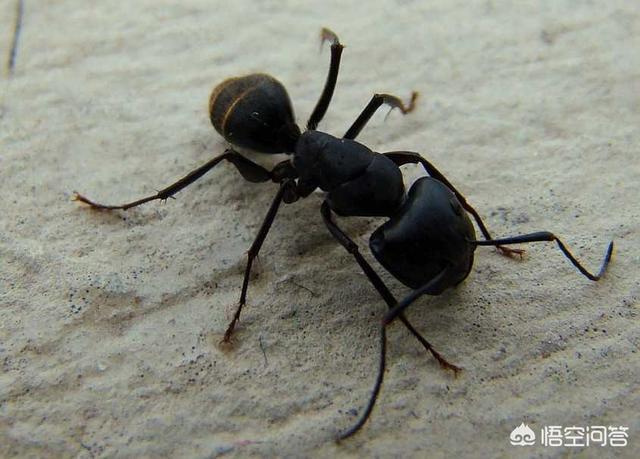 蚂蚁壮阳，蚂蚁窝泡酒有什么功效呢？