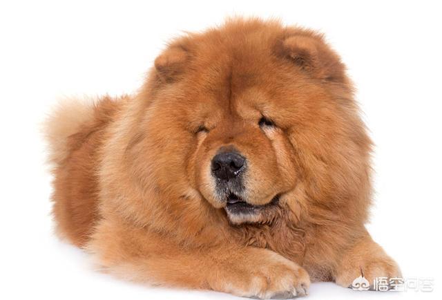 中国冠毛犬:中国本土有比较受欢迎的哪些犬种？