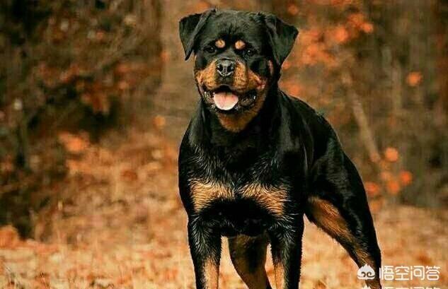 罗威娜狗斗狗视频:罗威犬斗狗视频 服从性强的狗有哪些？为什么说这些狗的服从性强？