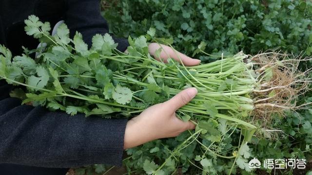 多吃香菜的好处和坏处,为什么有那么多人不喜欢吃香菜？