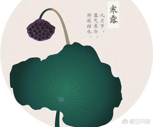 立冬喝什么茶养生,寒露时节已至，喝什么茶最养生？