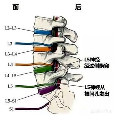腰椎l2位置图图片