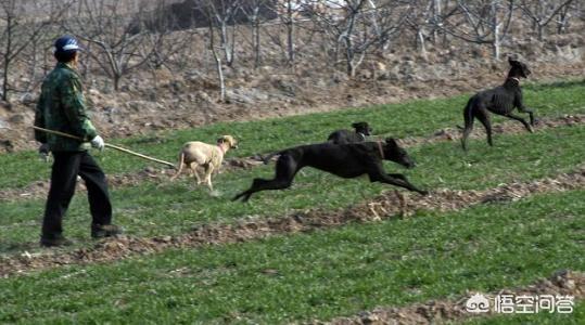 美国猎狐犬新疆:美国猎狐犬价格 想买两只可以打猎的狗狗，哪种比较合适？