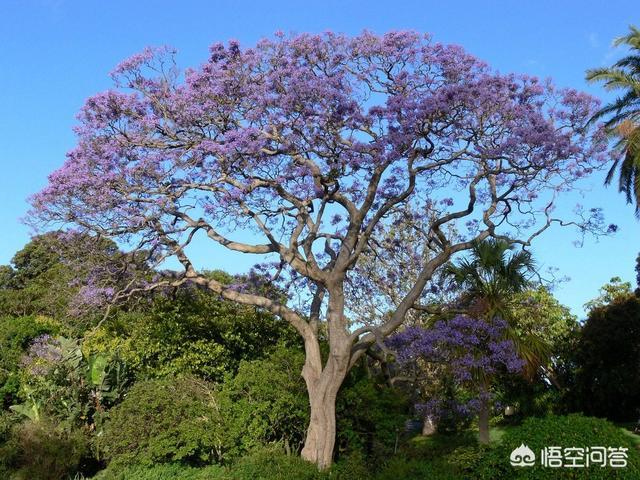 福建漳州江西移植蓝花楹报价单:蓝花楹为什么不叫蓝楹花？