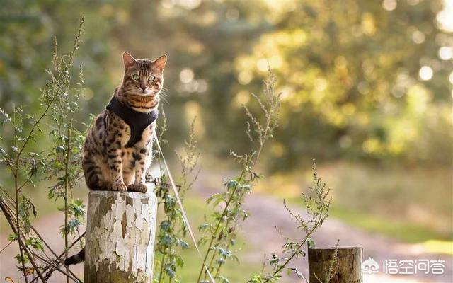 什么猫容易有泪痕蚂蚁森林:七个月的猫有泪痕，该怎么办？