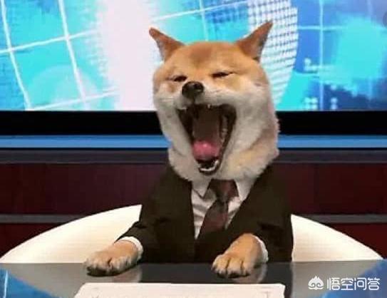日本柴犬:为什么中国土狗叫柴狗，而日本土狗叫柴犬？ 日本柴犬智商排名